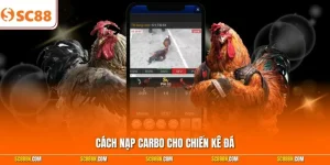 Cách Nạp Carbo Cho Chiến kê Đá - Mẹo Giúp Chiến kê Bền Sức Đến Phút 90