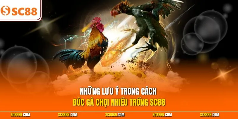 Những lưu ý trong cách đúc gà chọi nhiều trống SC88